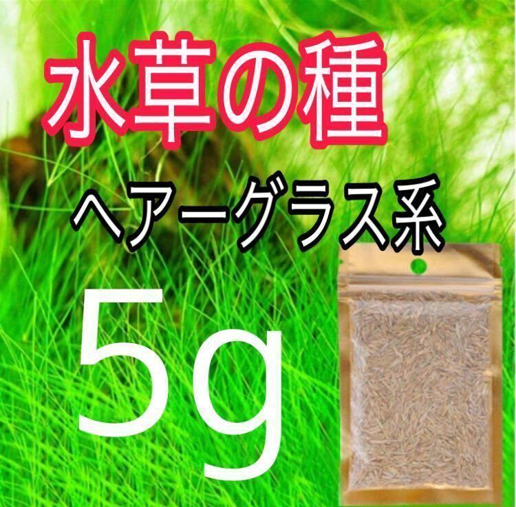 種から育てる水草　水草の種【ショートヘアーグラス系】5g_画像1