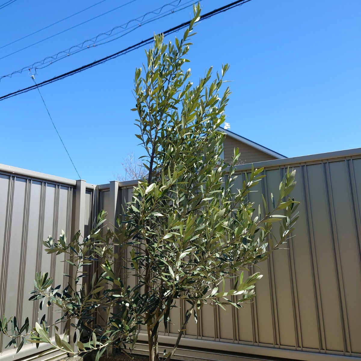 * olive. tree si pre si-no{H= approximately 1.8m*9 number pot } * 25