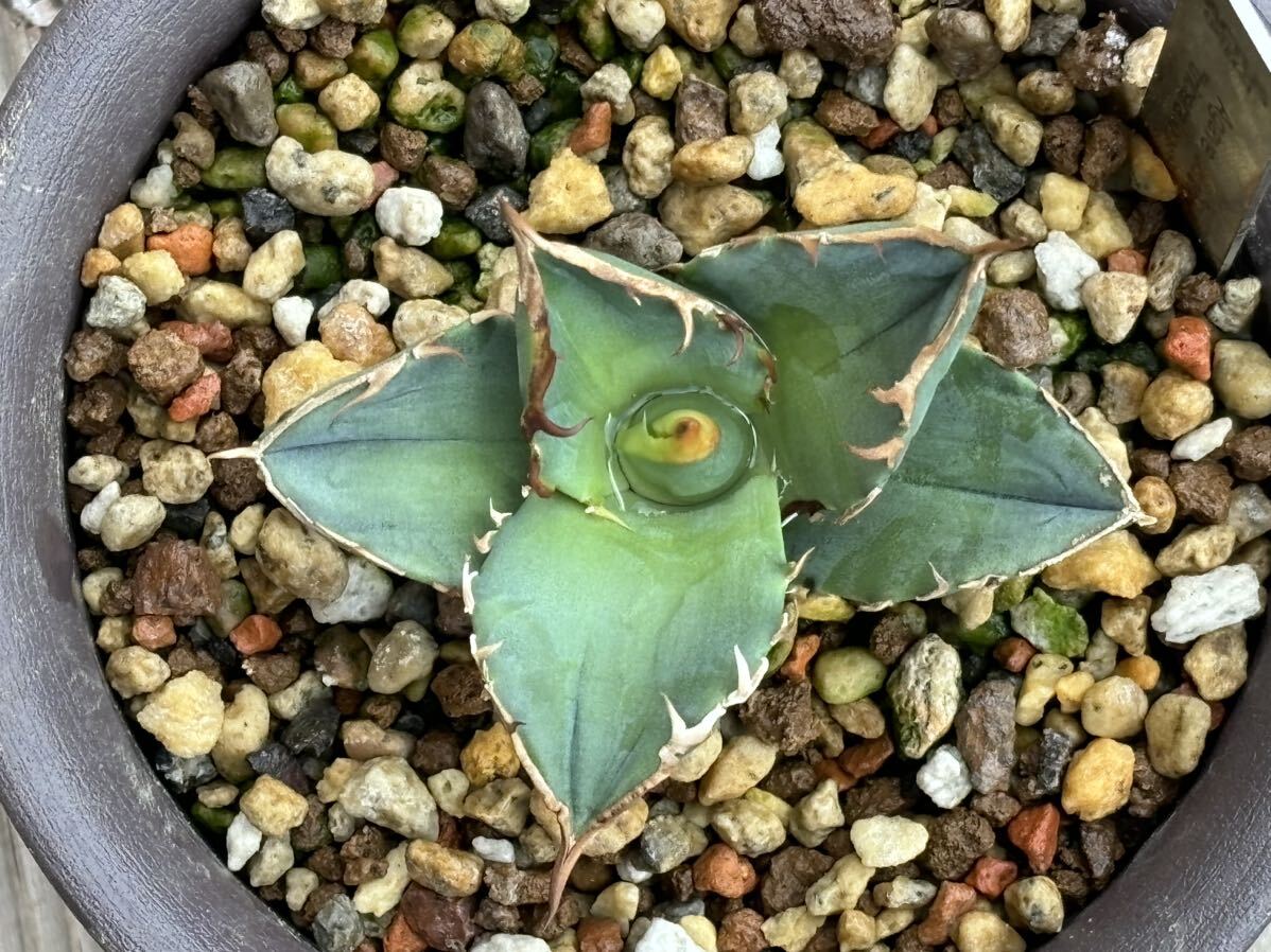 アガベチタノタ トリケラトプス カクタスグリーン Agave titanota 多肉植物 _画像4