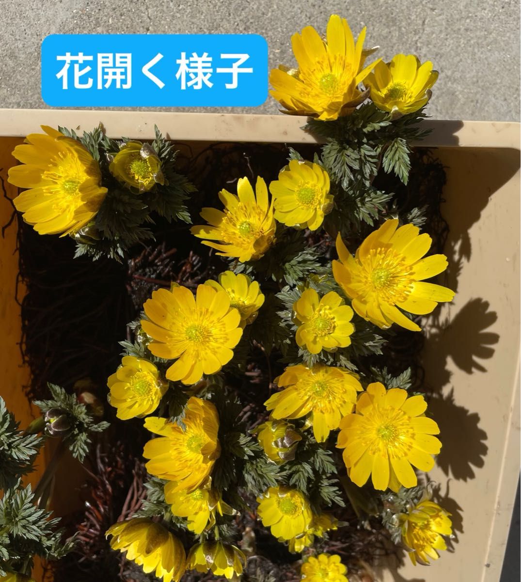 福寿草　抜き苗　花いっぱい4株