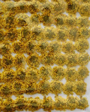 業務用 押し花　アリッサムの花　　黄色染め 大容量 500枚ドライフラワー デコ レジン 封印