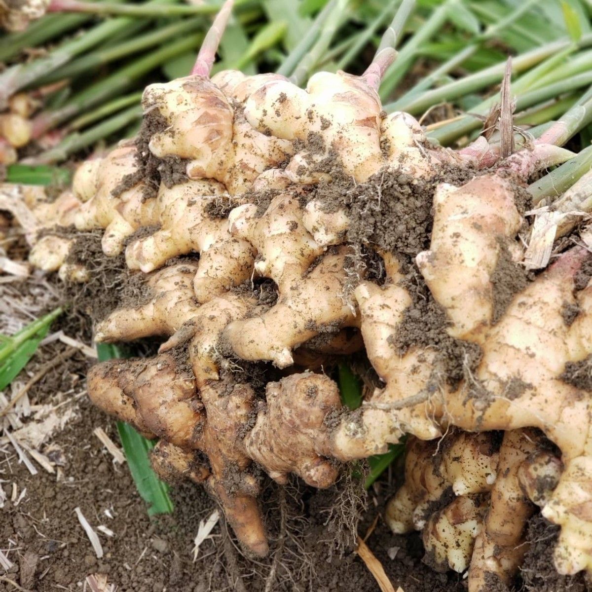 高知県産種生姜s【2kg】|Yahoo!フリマ(旧PayPayフリマ) 高知県産種生姜s【2kg】|Yahoo!フリマ(旧PayPayフリマ)