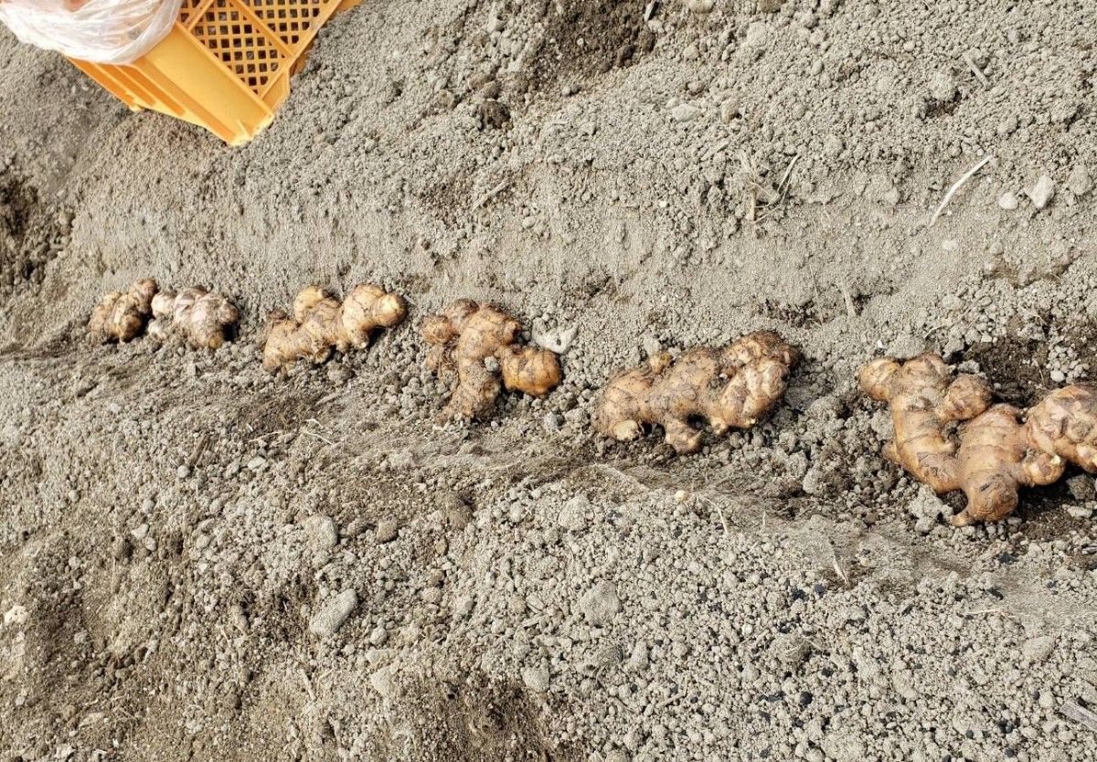 高知県産種生姜s【2kg】|Yahoo!フリマ(旧PayPayフリマ) 高知県産種生姜s【2kg】|Yahoo!フリマ(旧PayPayフリマ)