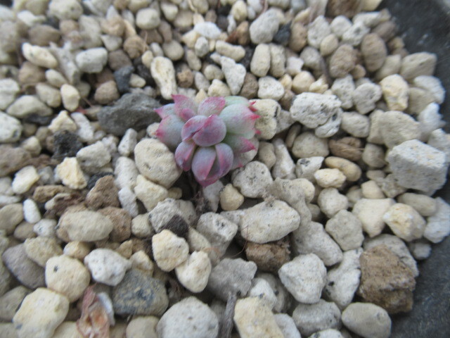 多肉植物 エケベリア・マルシェルの画像2