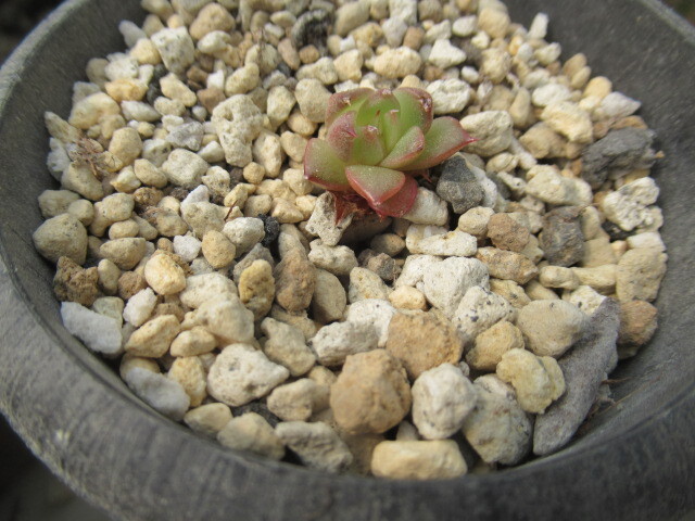 多肉植物 エケベリア・ワインピーチの画像2