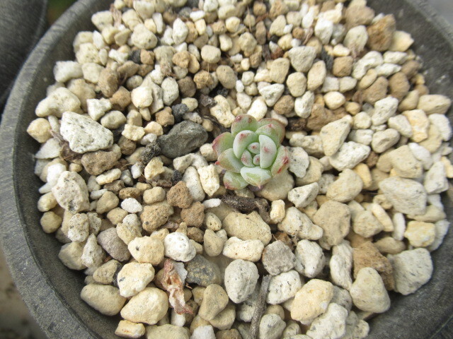 多肉植物 エケベリア・ラブリーベアの画像1