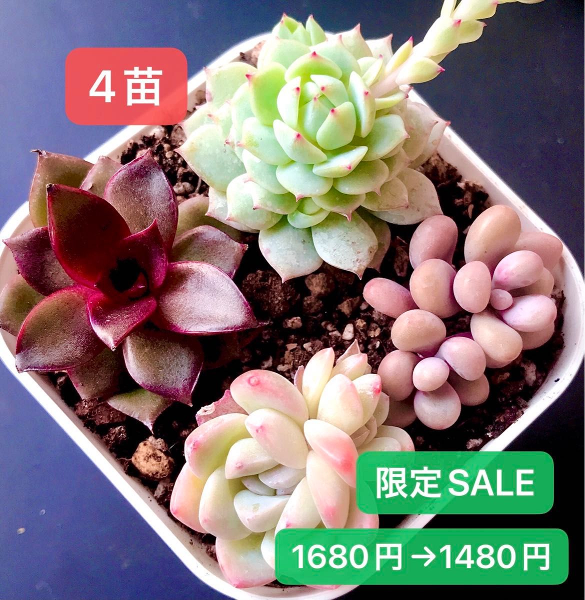 限定SALE★4苗1480円★韓国苗★氷玉双頭、桃の玉双頭、デレンベルギ－、レッドバラ★可愛い紅葉大苗美苗★多肉植物★エケベリア