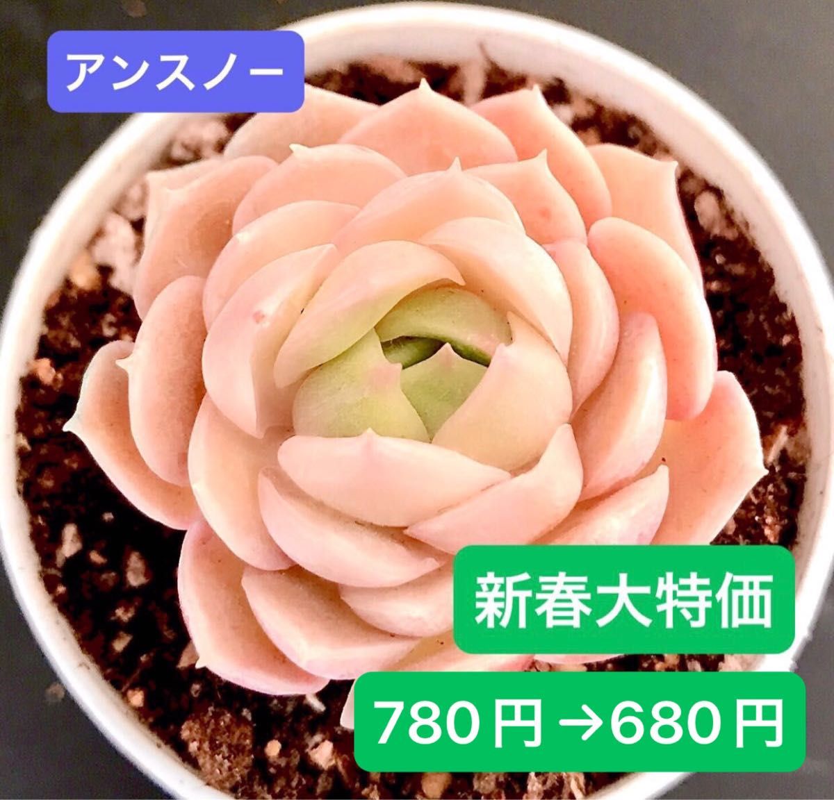 新春大特価★新入荷★韓国苗★アンスノ－★可愛い紅葉大苗★超美苗★多肉植物★エケベリア