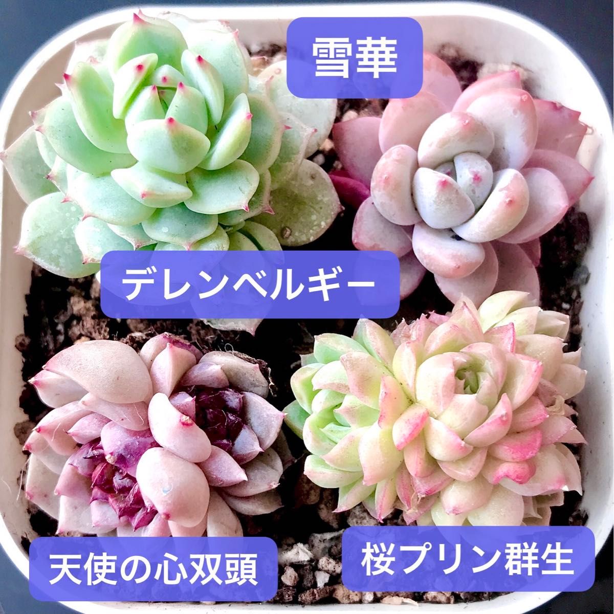 限定SALE★4苗1480円★韓国苗★天使の心双頭、桜プリン群生、デレンベルギ－、雪華★可愛い紅葉大苗美苗★多肉植物★エケベリア