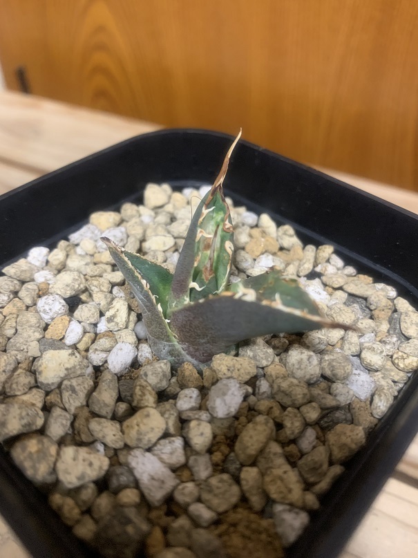  agave chitanota.. feathers /. stock ③ departure root settled 