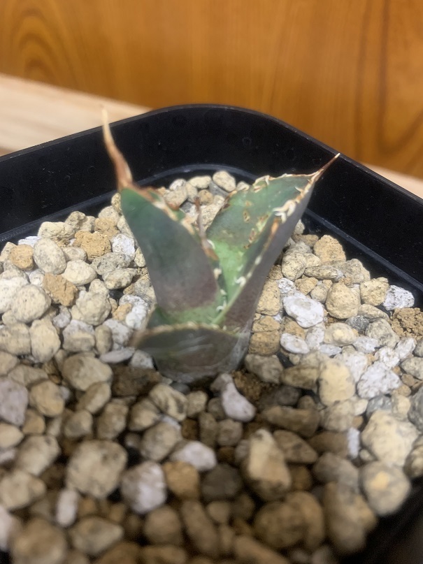  agave chitanota.. feathers /. stock ③ departure root settled 