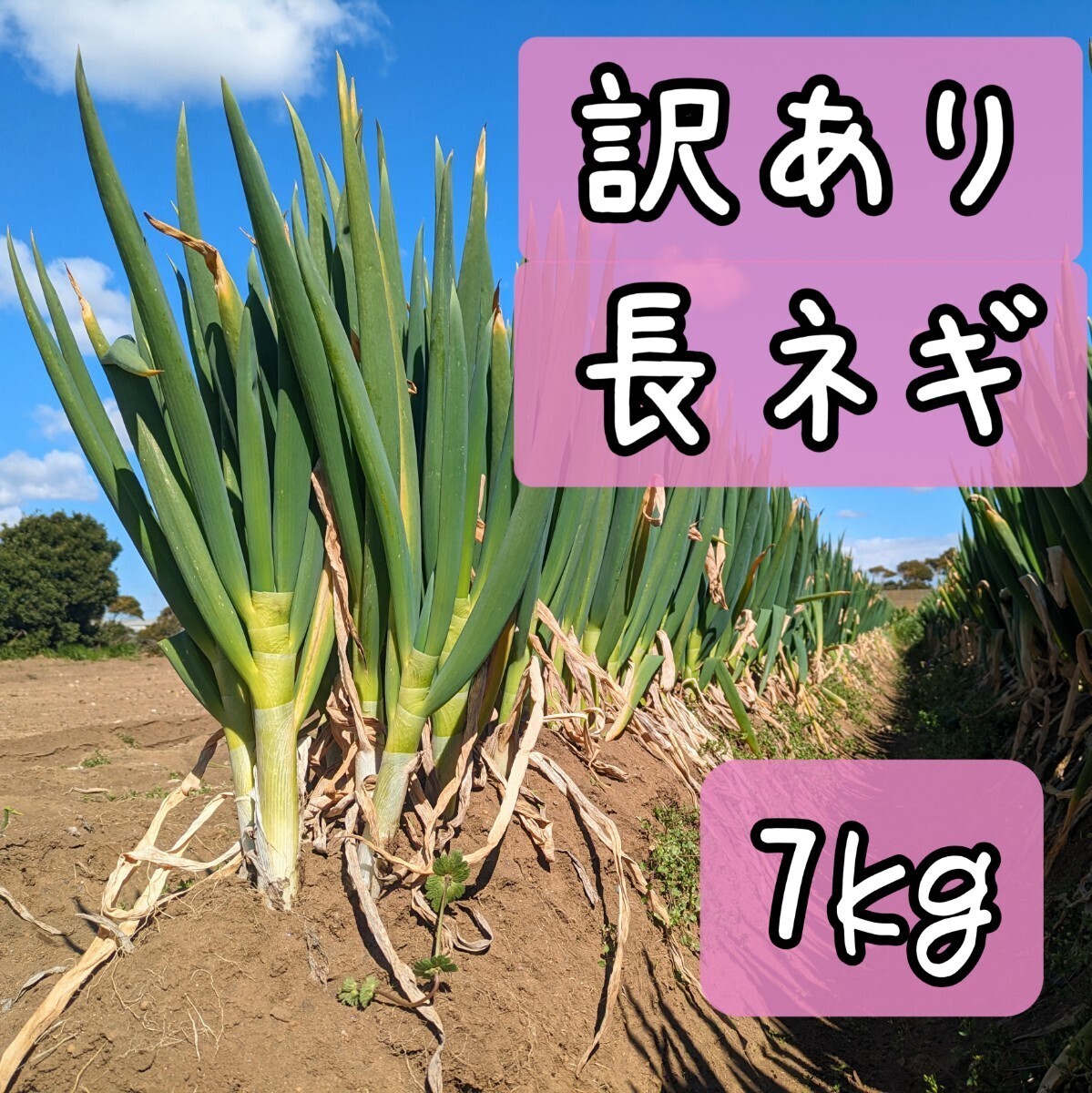 【訳あり】千葉県産泥つき長ネギ7kg_画像1
