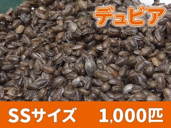 【送料無料】 デュビア SS ベビーサイズ 1.0cm以下 1000匹 紙袋配送 アルゼンチンモリゴキブリ 肉食熱帯魚 爬虫類 両生類 [2812:broad]