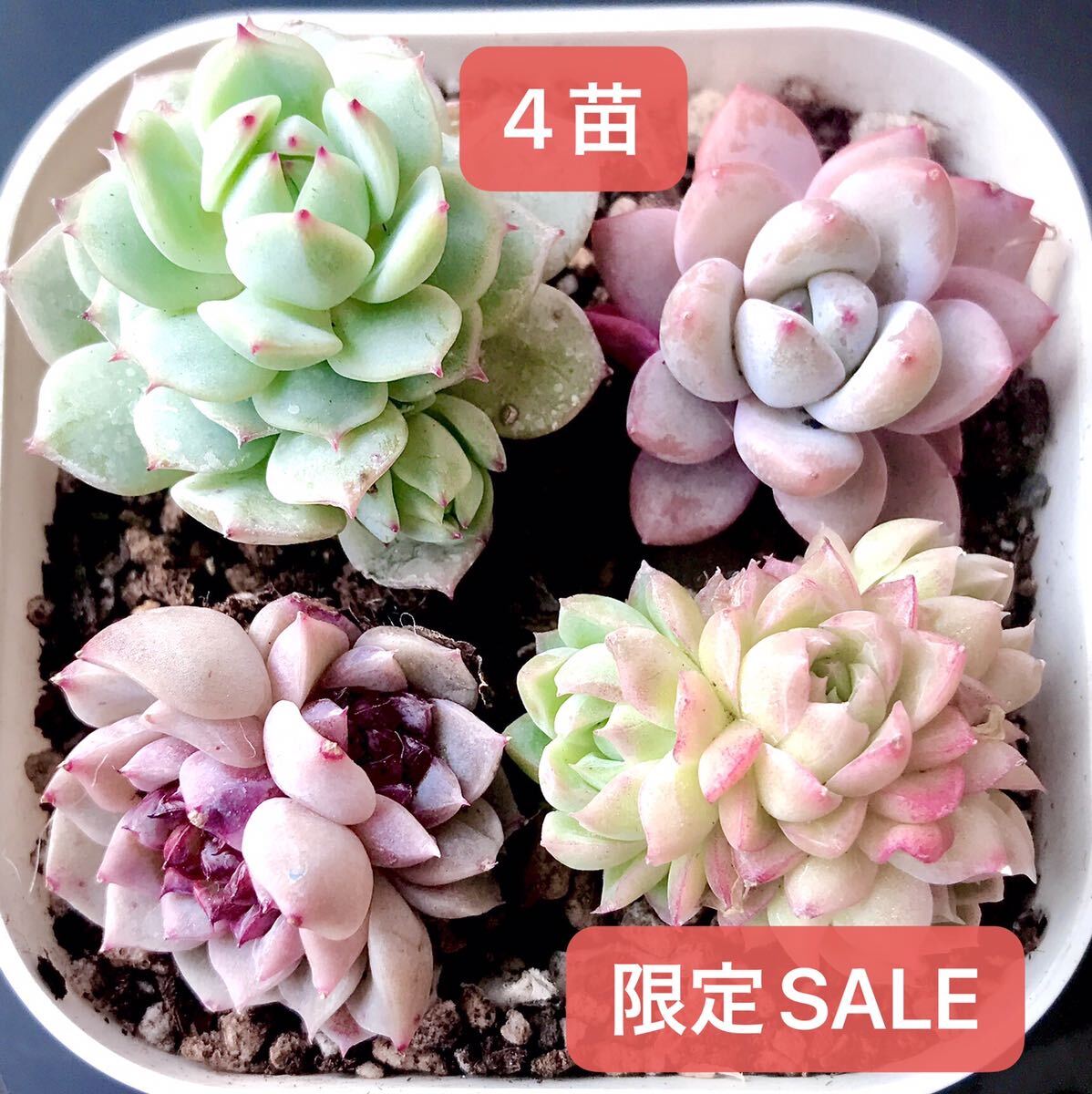 新入荷★韓国苗★4苗セット★天使の心双頭、桜プリン群生、デレンベルギ－、雪華★レア種★可愛い紅葉大苗★超美苗★多肉植物★エケベリア_画像1