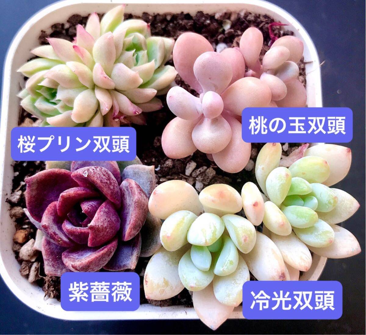 新入荷★韓国苗★4苗セット★紫薔薇、冷光双頭、桜プリン双頭、桃の玉双頭★レア種★可愛い紅葉大苗★超美苗★多肉植物★エケベリア_画像2