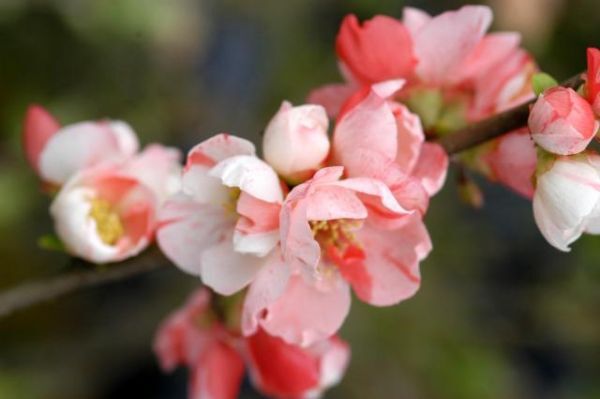 ボケ・ひかりの輝・6号鉢・0312.-01　最新花_参考花写真