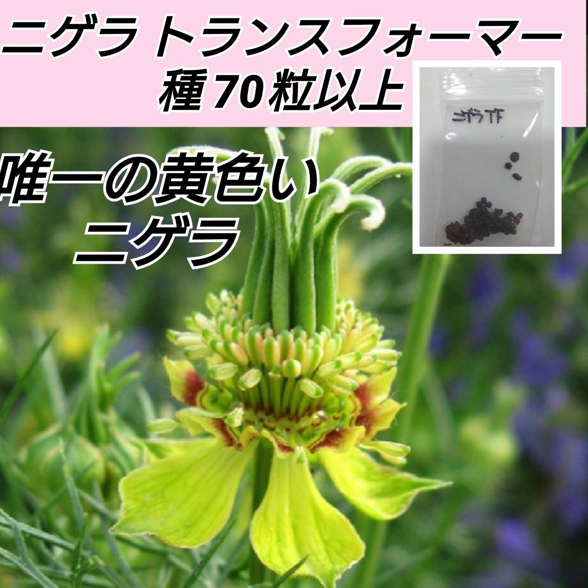 ニゲラ トランスフォーマー 花種70粒以上