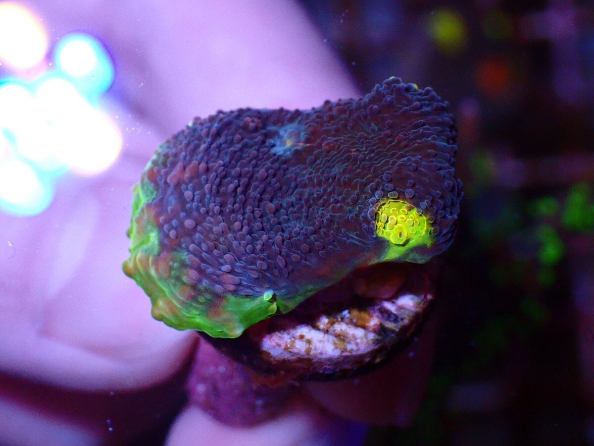 【CKブリード】Rainbow Chalice レインボーキッカサンゴ フラグ サンゴの画像2