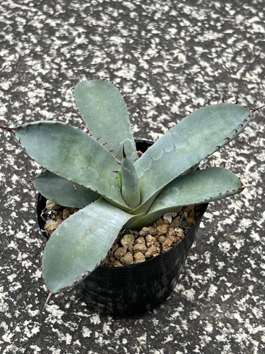 アガベ パリ—トランカータ Agave parryi var. truncataの画像1