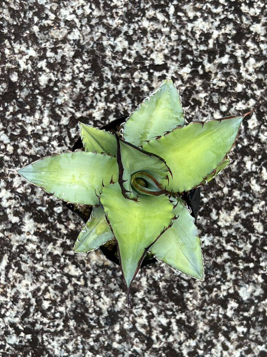 アガベ チタノタブルー Agave titanota 'Blue'の画像2