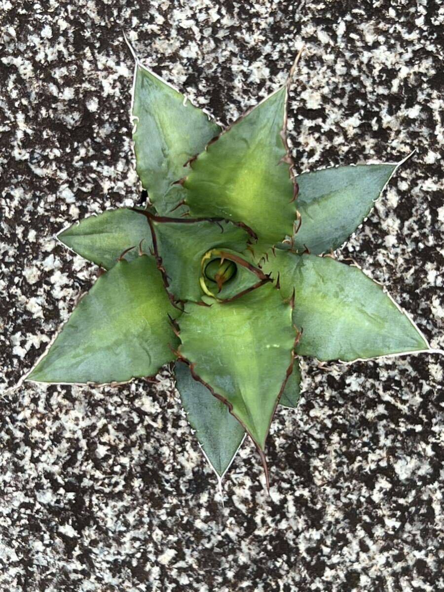 アガベ オテロイ Agave oteroi ※検索用 チタノタ titanotaの画像2