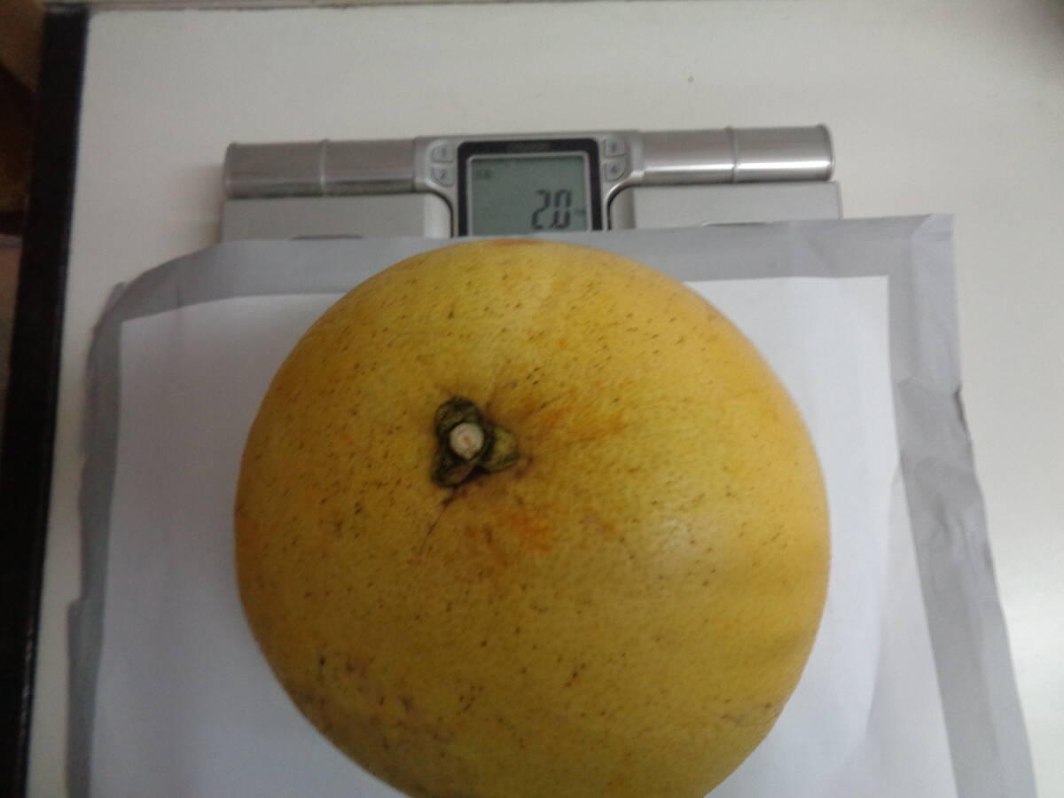 晩白柚　６玉約１１ｋｇ＋おまけ（土佐分担）　大分県産　農薬除草剤無使用　露地物　ザボン　送料無料_画像2