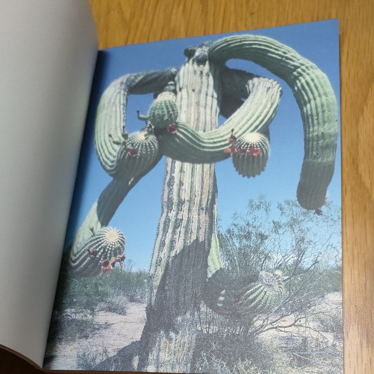 絶版　CACTI カクティ spirit of earth 林由紀夫著