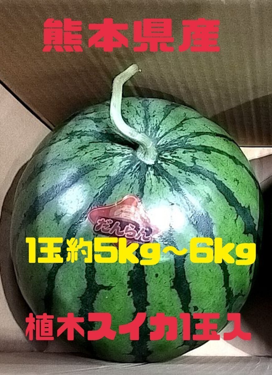熊本県産植木スイカ1玉入【1玉約5kg～6kg】の画像1