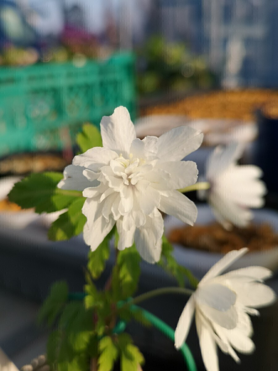 【山野草】イチリンソウ　三段咲き　キクザキイチゲ　白花　二茎　花２　⑨_画像1