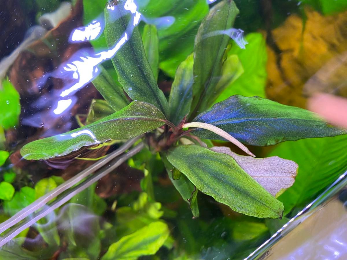 (2株)ブセファランドラspブルーグリーン　 Bucephalandra sp blue & green2株セット