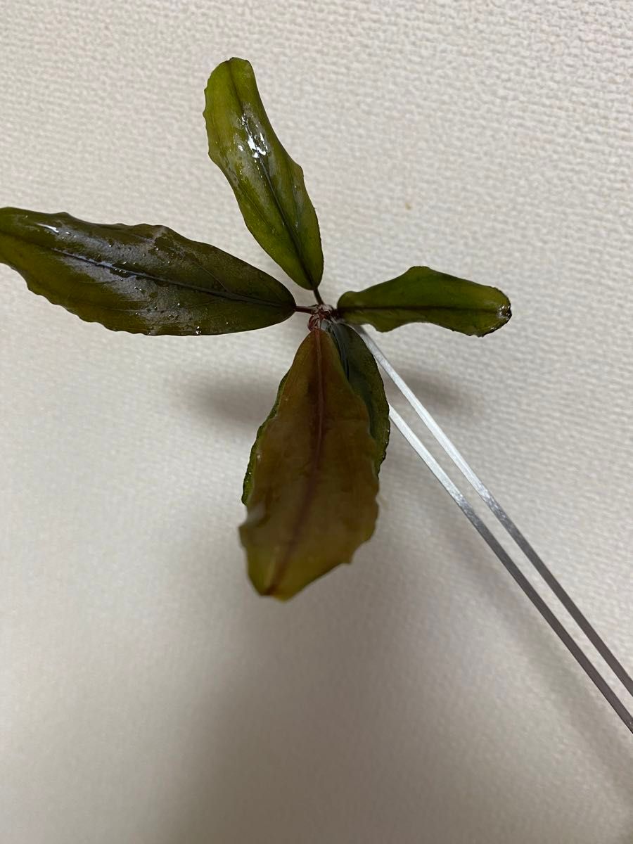 (2株)ブセファランドラspブルーグリーン　 Bucephalandra sp blue & green2株セット