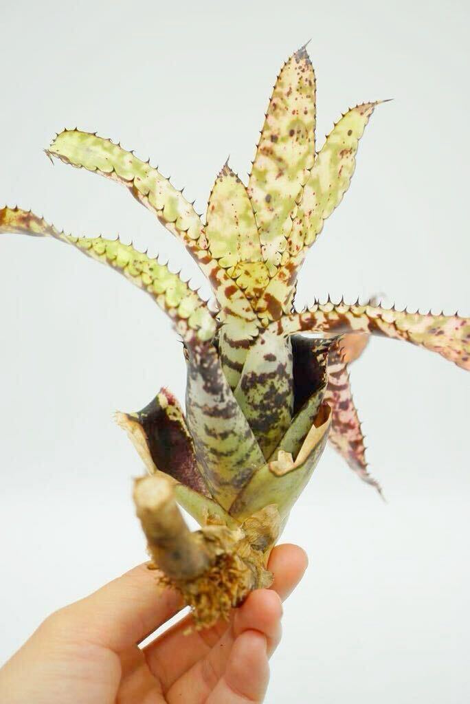 Aechmea orlandiana \'White Knight\'ekme Abu rome задний 