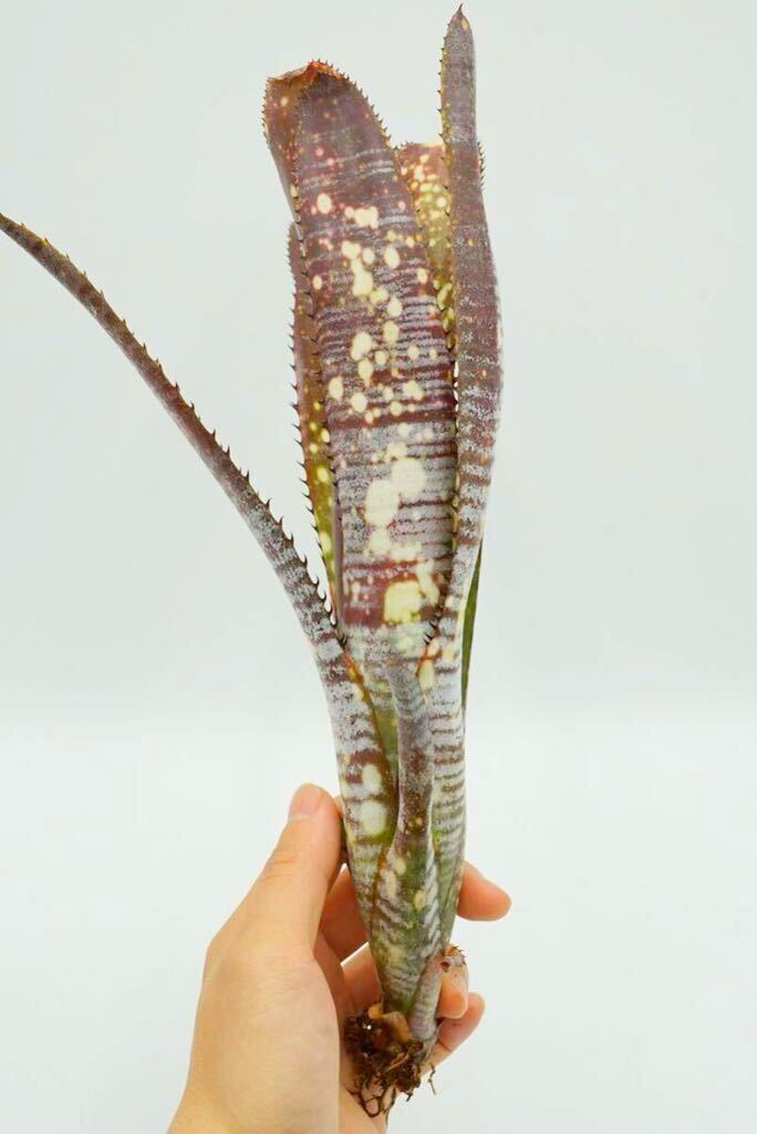 Billbergia 'Berry Blast' Lisa Vinzant hyb ビルベルギア　ブロメリア _画像3