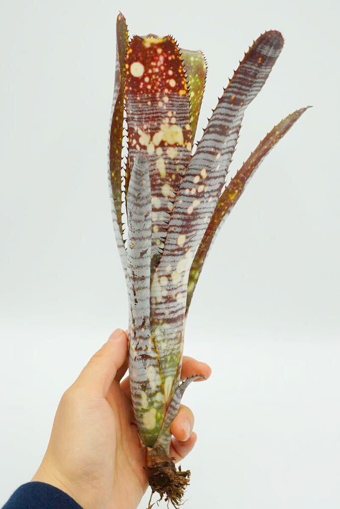 Billbergia 'Berry Blast' Lisa Vinzant hyb ビルベルギア　ブロメリア _画像5