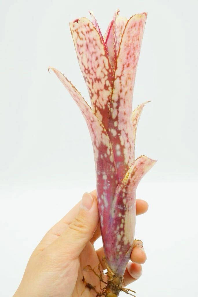 Billbergia \'Kolan Magic\' Bill bell gi Abu rome задний 