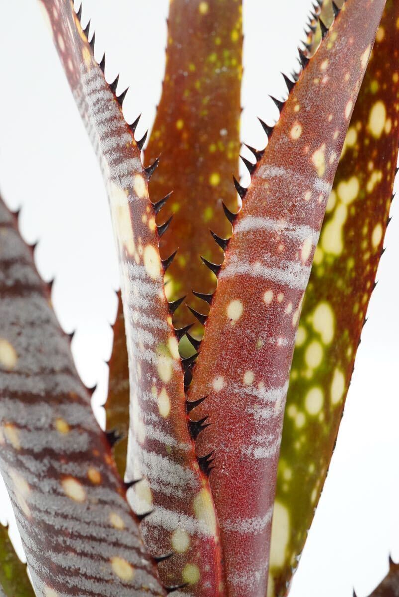 Billbergia 'Berry Blast' Lisa Vinzant hyb ビルベルギア　ブロメリア _画像6