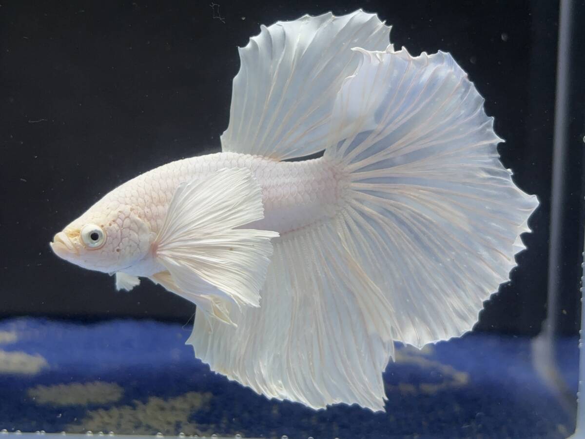 B584 betta Chan *[ animation seeing .^^]NEW! silk white Dumbo half moon [ safety transportation!][ Thai direct import ][. put on complete compensation ]