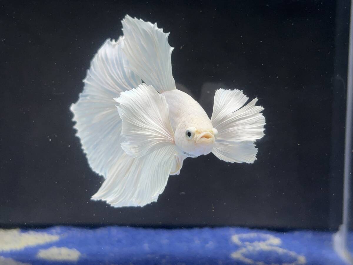 B584 betta Chan *[ animation seeing .^^]NEW! silk white Dumbo half moon [ safety transportation!][ Thai direct import ][. put on complete compensation ]