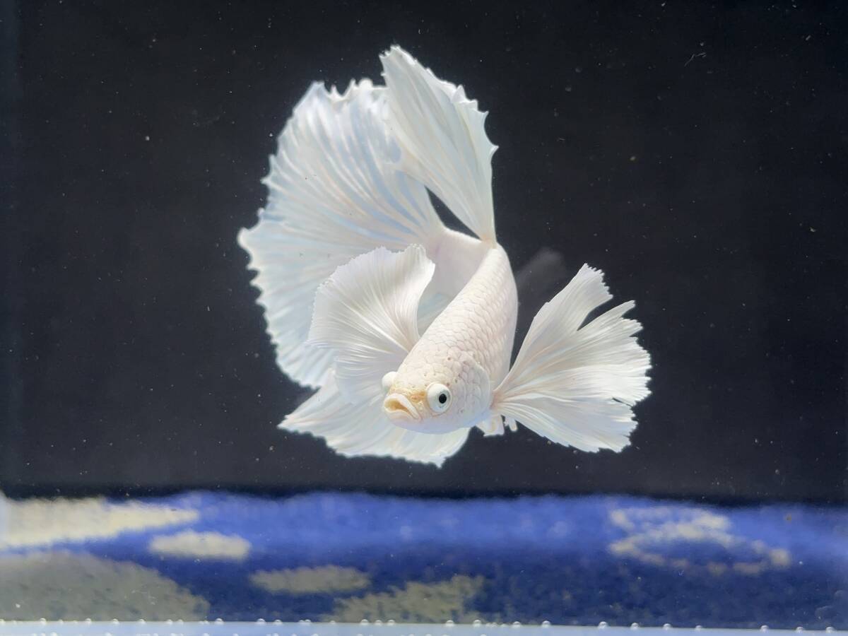 B584 betta Chan *[ animation seeing .^^]NEW! silk white Dumbo half moon [ safety transportation!][ Thai direct import ][. put on complete compensation ]