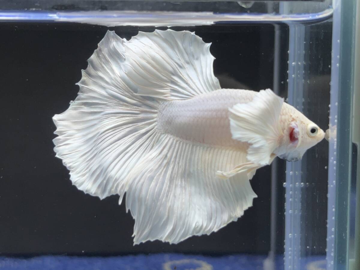 B584 betta Chan *[ animation seeing .^^]NEW! silk white Dumbo half moon [ safety transportation!][ Thai direct import ][. put on complete compensation ]