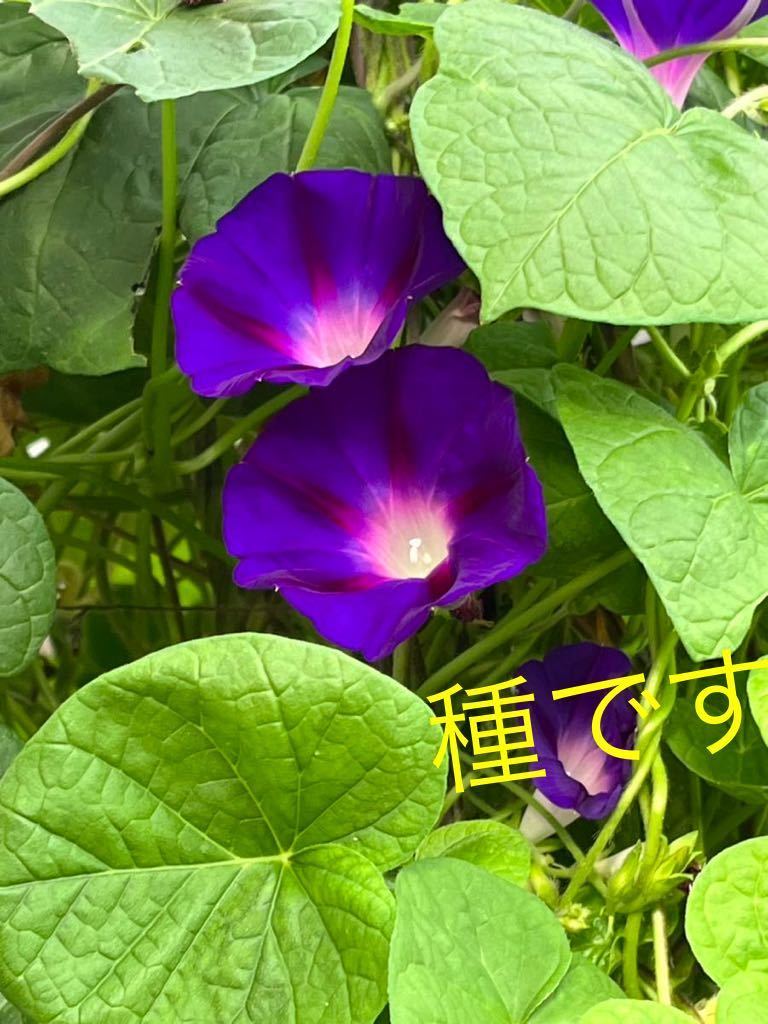 琉球朝顔の種10粒　高貴な紫色　あさがお タネたね　今期採れたて　残りわずか★アサガオ_画像1