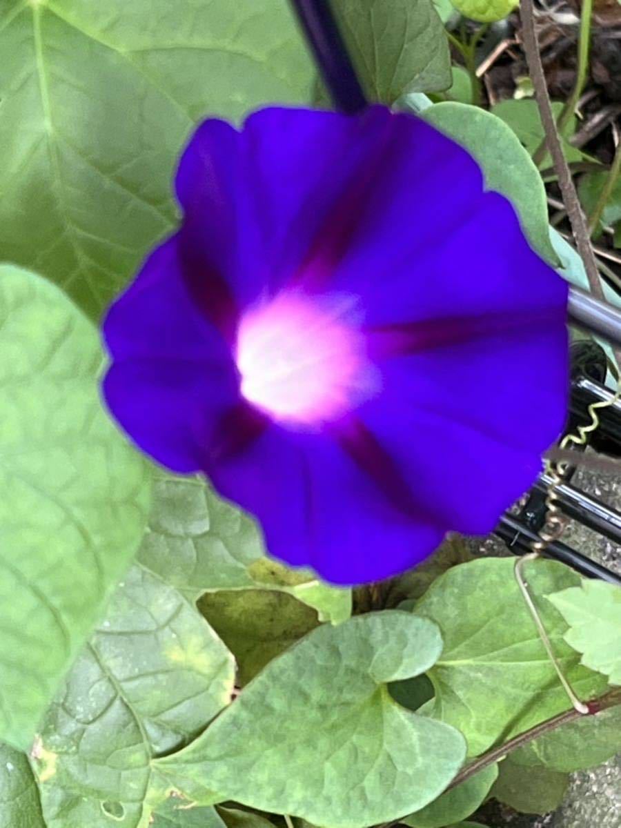 琉球朝顔の種10粒　高貴な紫色　あさがお タネたね　今期採れたて　残りわずか★アサガオ_画像2