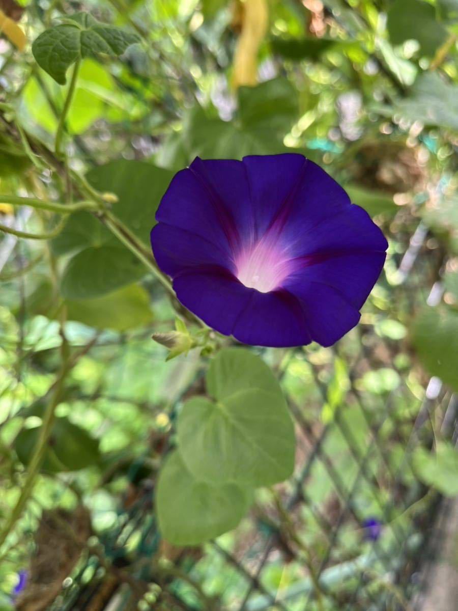 琉球朝顔の種10粒　高貴な紫色　あさがお タネたね　今期採れたて　残りわずか★アサガオ_画像3