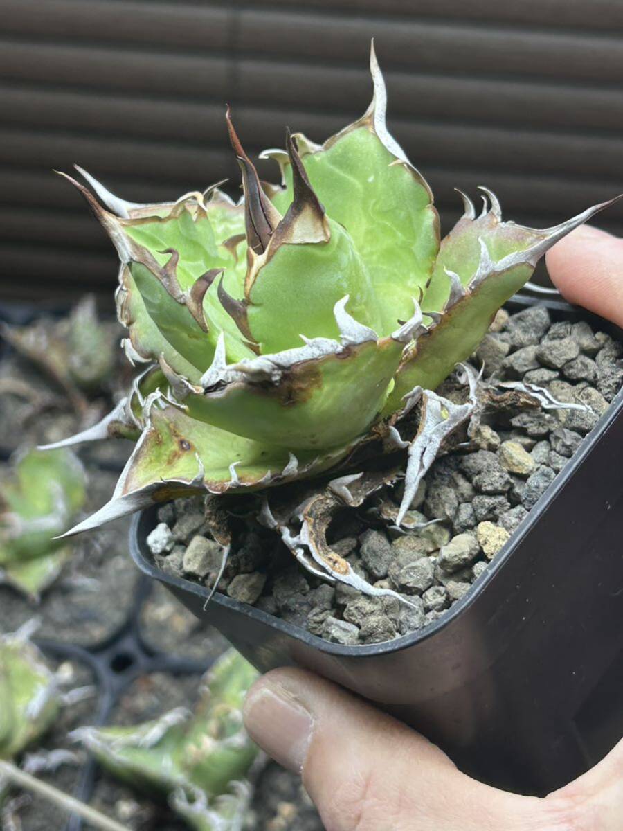 アガベ チタノタ Agave 特選 titanota ハデス 恐竜牙歯の画像4