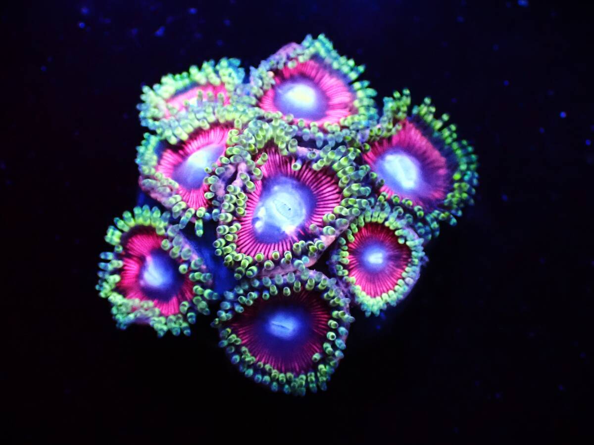 【美ら海】マメスナ　『Pink SiLver ZOA』【coral】【サンゴ】【アクアリウム】_画像2