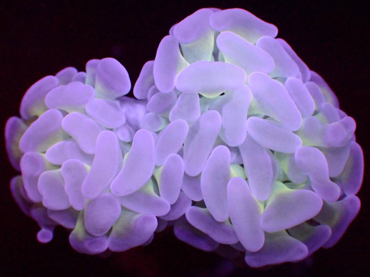 【美ら海】☆激美☆　ナガレハナサンゴ　ホワイト　『White Hummer』【coral】【サンゴ】【アクアリウム】_画像1
