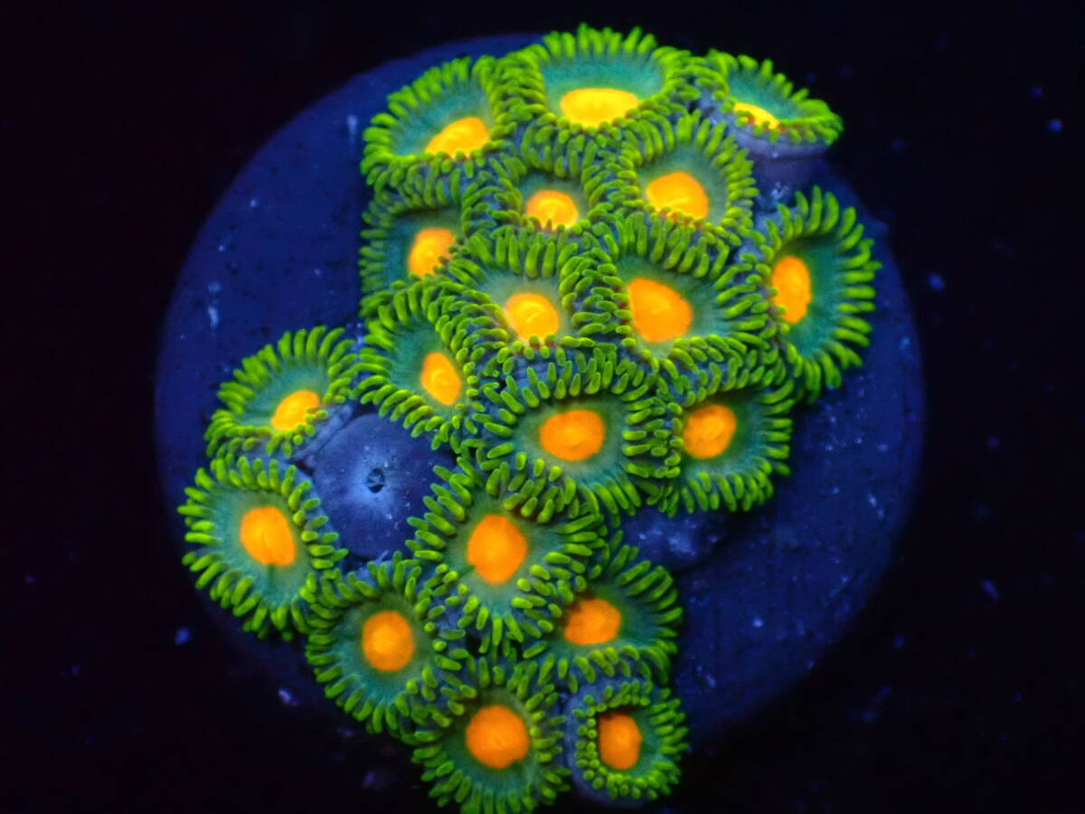 【美ら海】☆強発色☆マメスナ 『Yellow Green Zoa』【coral】【サンゴ】【アクアリウム】の画像1