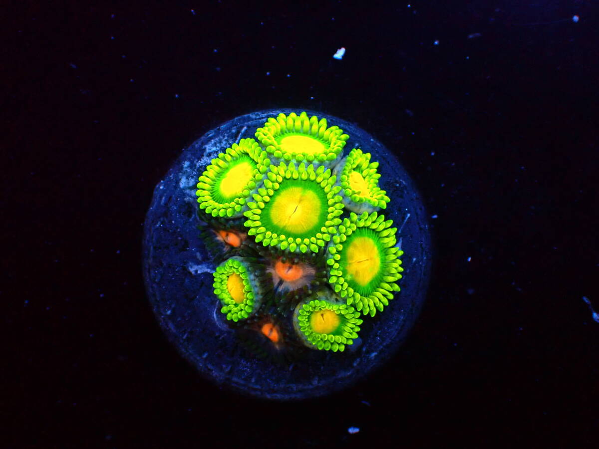 【美ら海】☆強発色☆ マメスナ ブラック＆シャイングリーン 『Black＆Shine Green Zoa』【coral】【サンゴ】【アクアリウム】の画像2