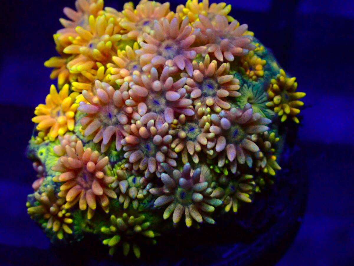 【美ら海】☆幻のサンゴ☆　ハナガササンゴ　※スーパーイエロー※　【coral】【サンゴ】【アクアリウム】_画像2