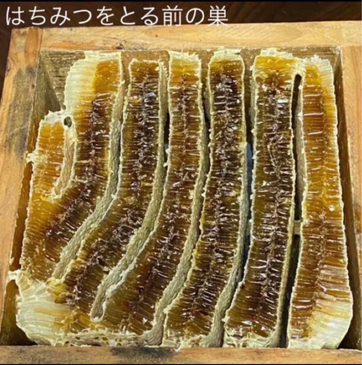 専用出品 リピート割 日本ミツバチ 150g 非加熱 生はちみつ 抗生物質なし ウイルス対策 養蜂家の一貫生産 無添加